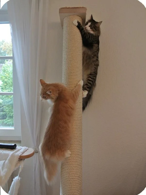 коты8.jpg