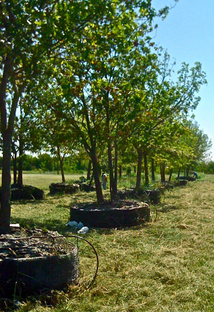 Tree Installation