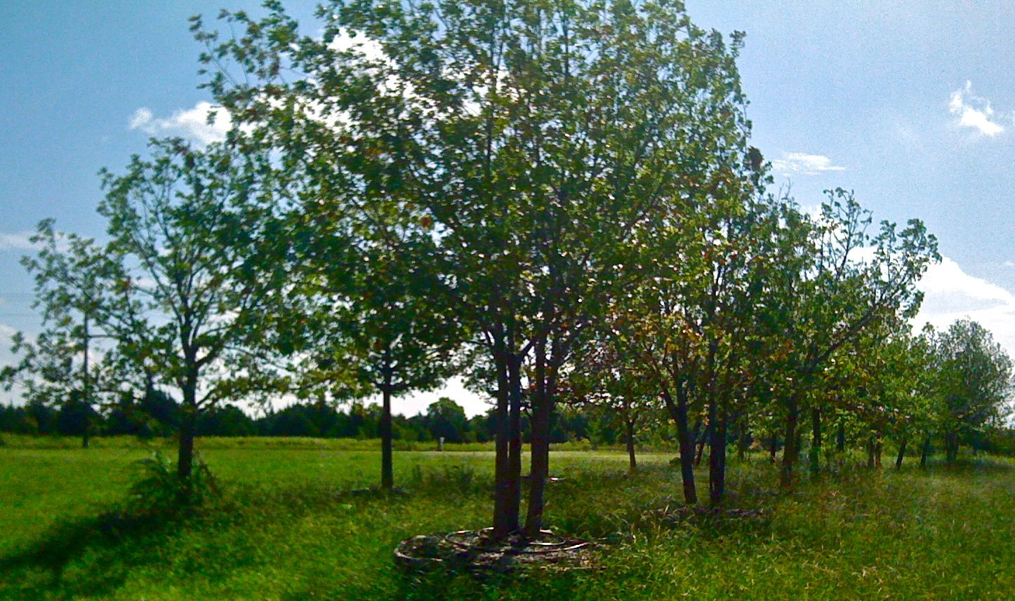 Tree Installation