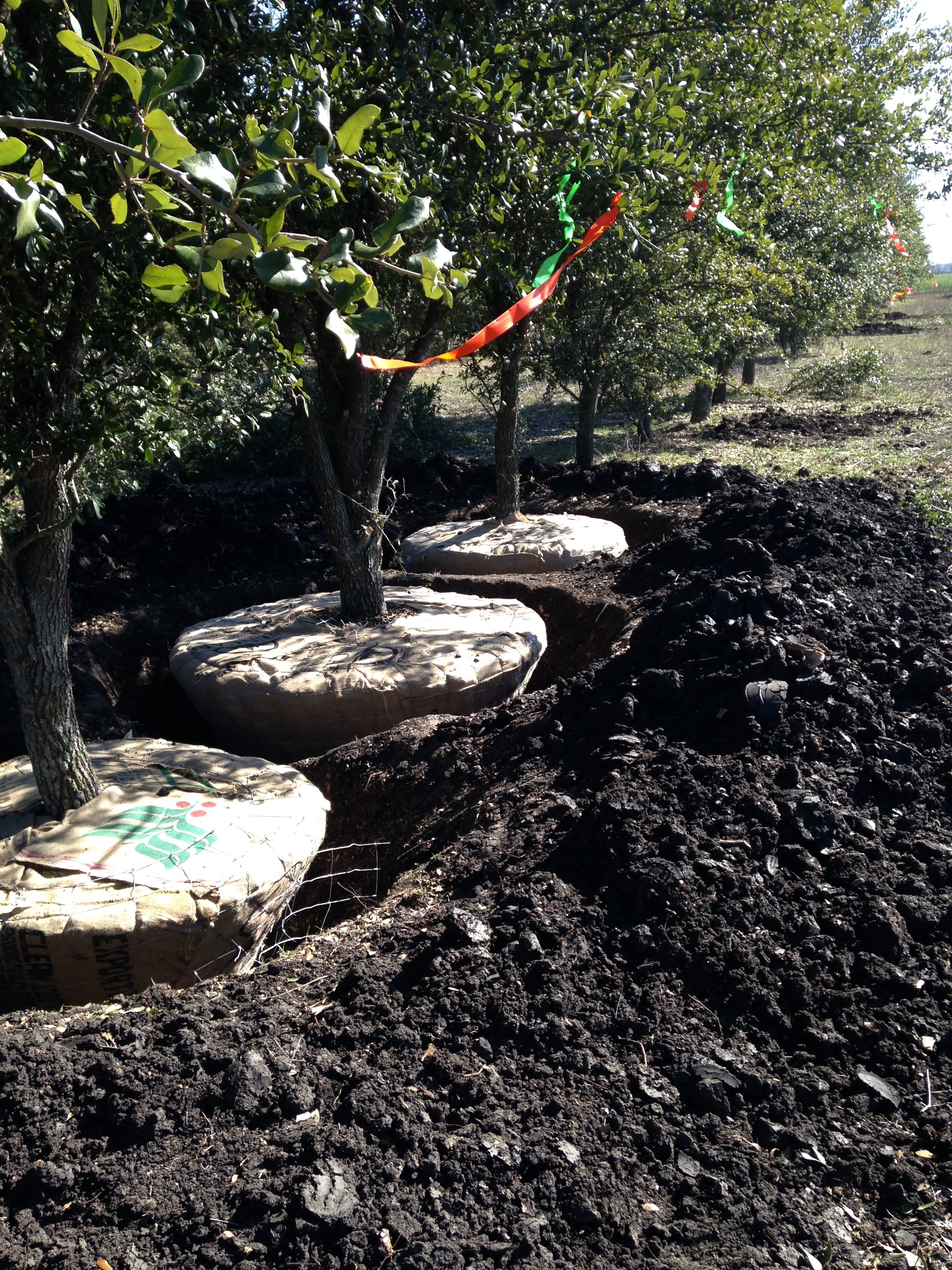 Tree Installation