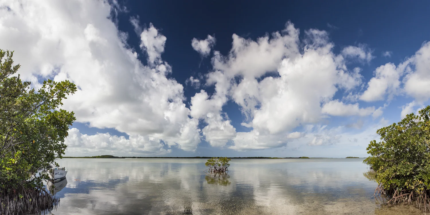 Summerland Mangroves, 40 X 20, Photo on Aluminum at the Gallery on Greene