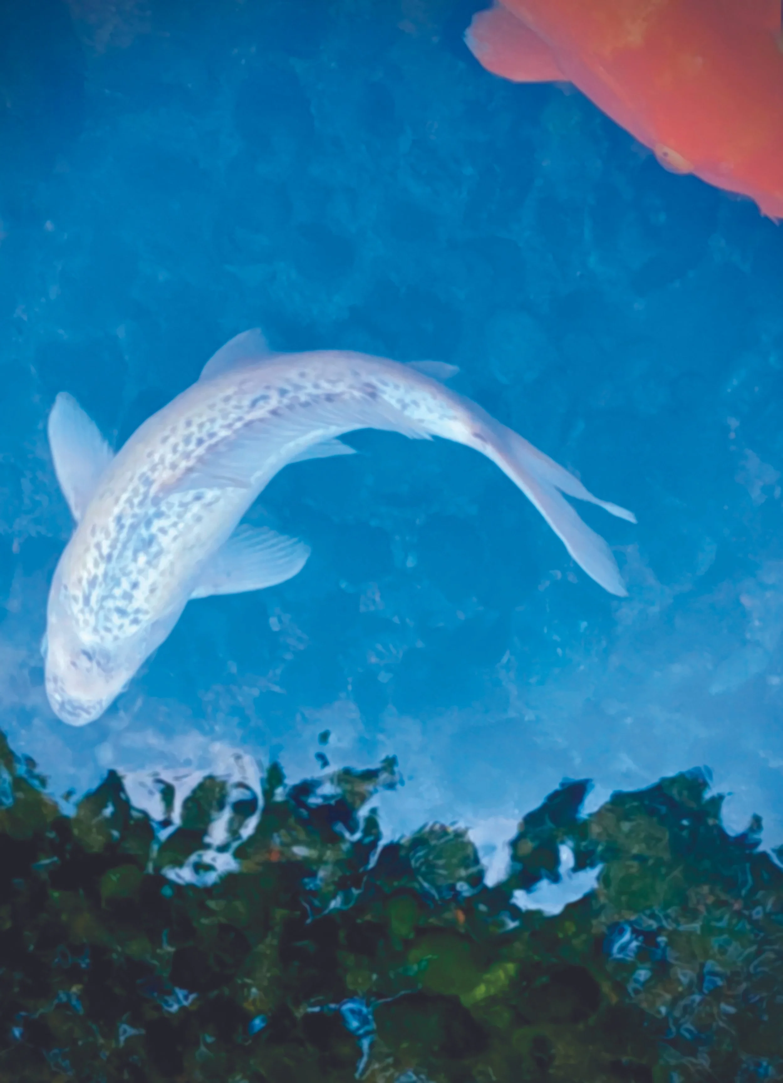 Oh Koi!, 24 x 18 in, Photographic Print on Paper