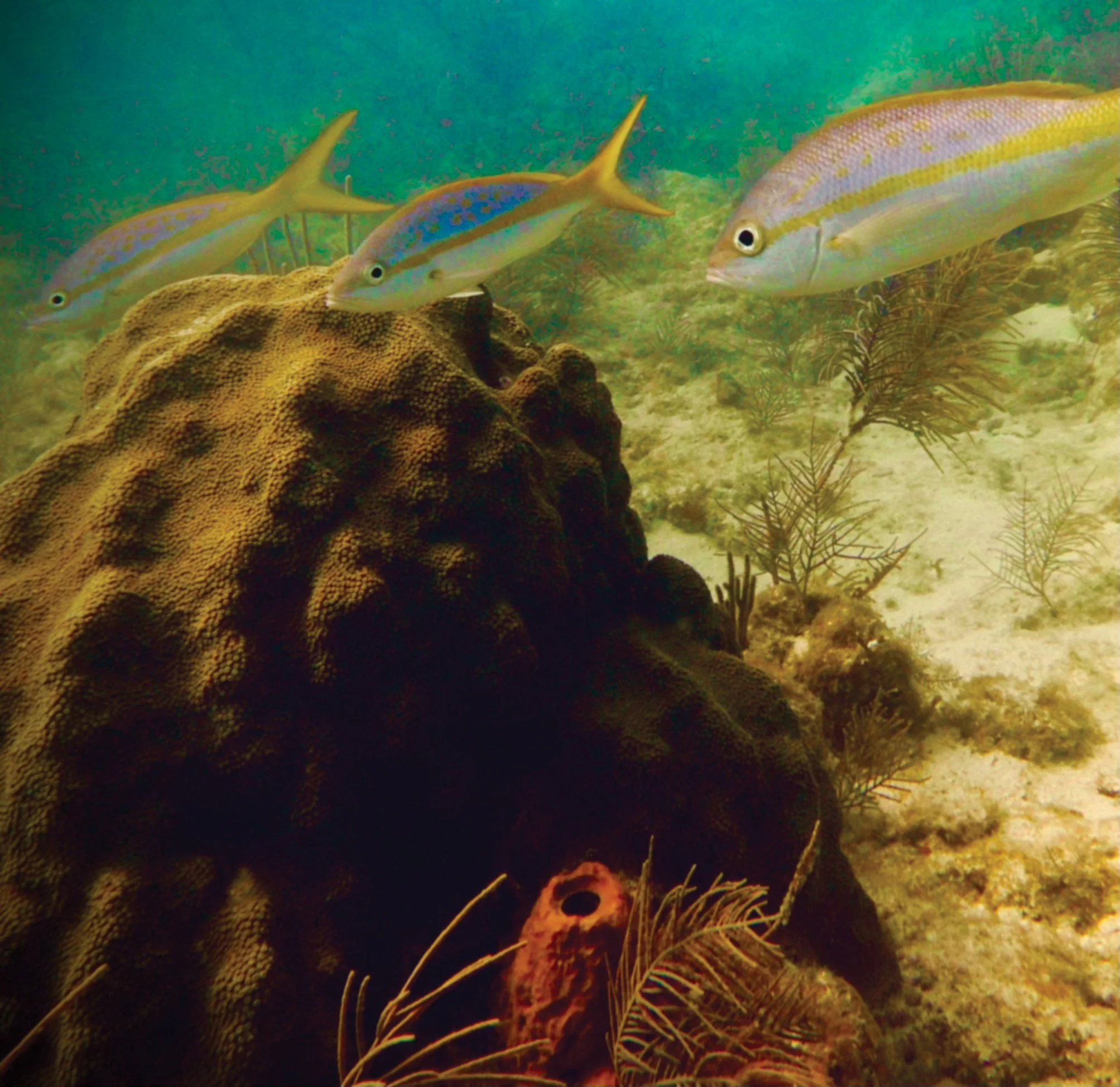 Three Fish Tacos, 13 x 13 in, Photographic Print on Paper