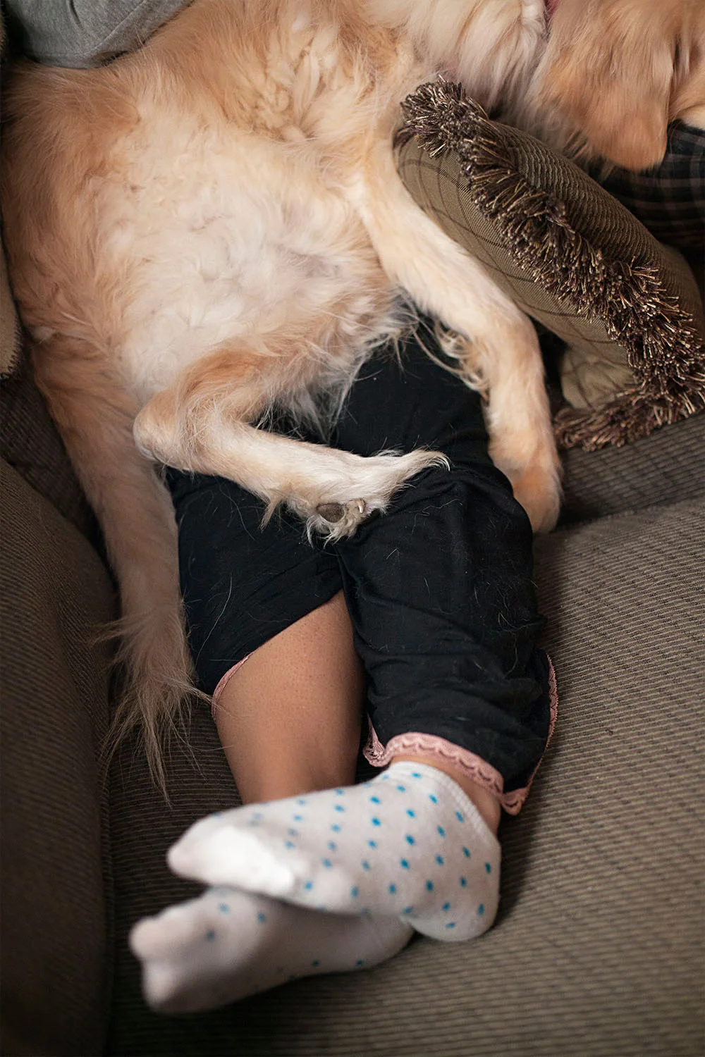 leg_dog.jpg