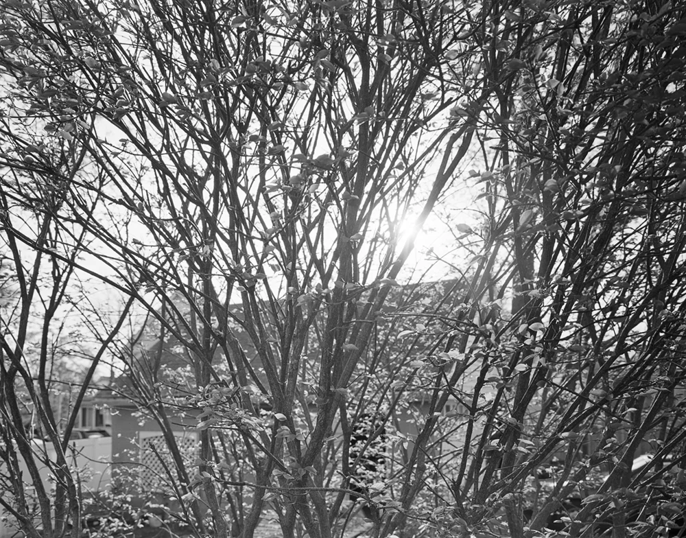 burning_bush_print.jpg