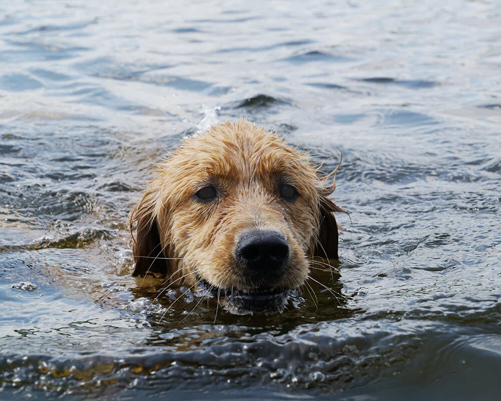 jax_swim.jpg