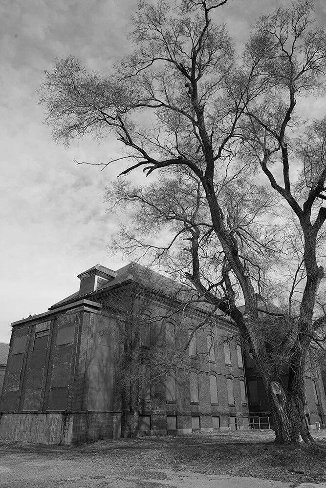 Tree_hospital.jpg