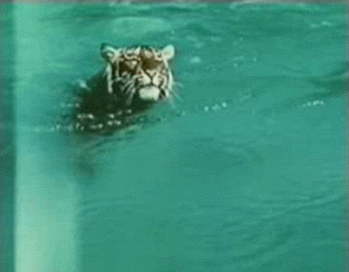 tumblr_ljchwl7m6k1qg39ewo1_500.gif
