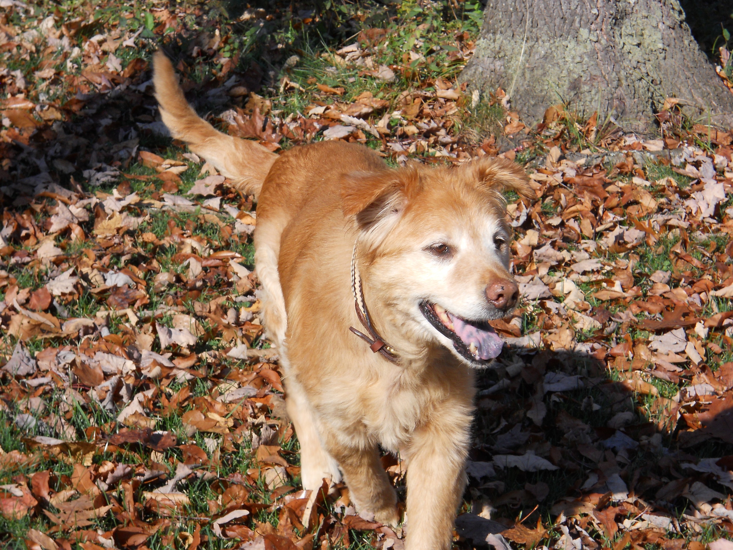 Scotty after treatment and recovery. He was not as old as he looked! Starvation, fleas and worms had aged him before his time. 