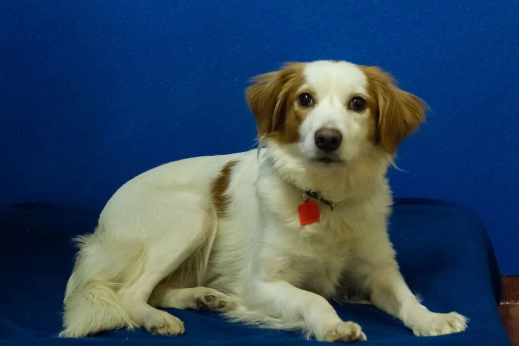 3-31-2016-01 Emma, Spaniel mix female spayed.jpg