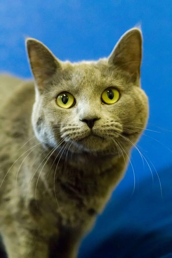 3-31-2016-01 Maci, DSH gray female spayed.jpg