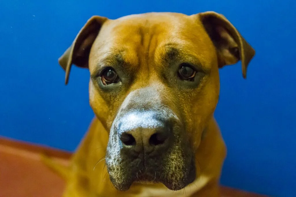 3-31-2016-04 Preston, Boxer mix male.jpg