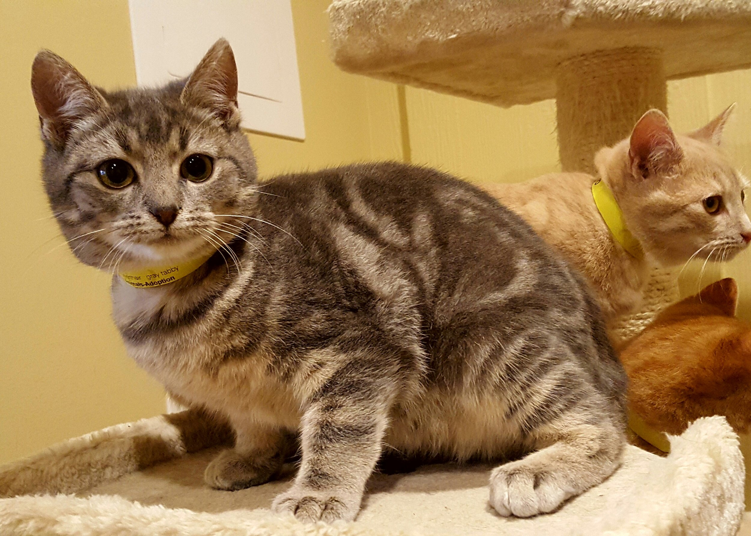 1-25-2017-01 Quincy, DSH gray tabby.jpg