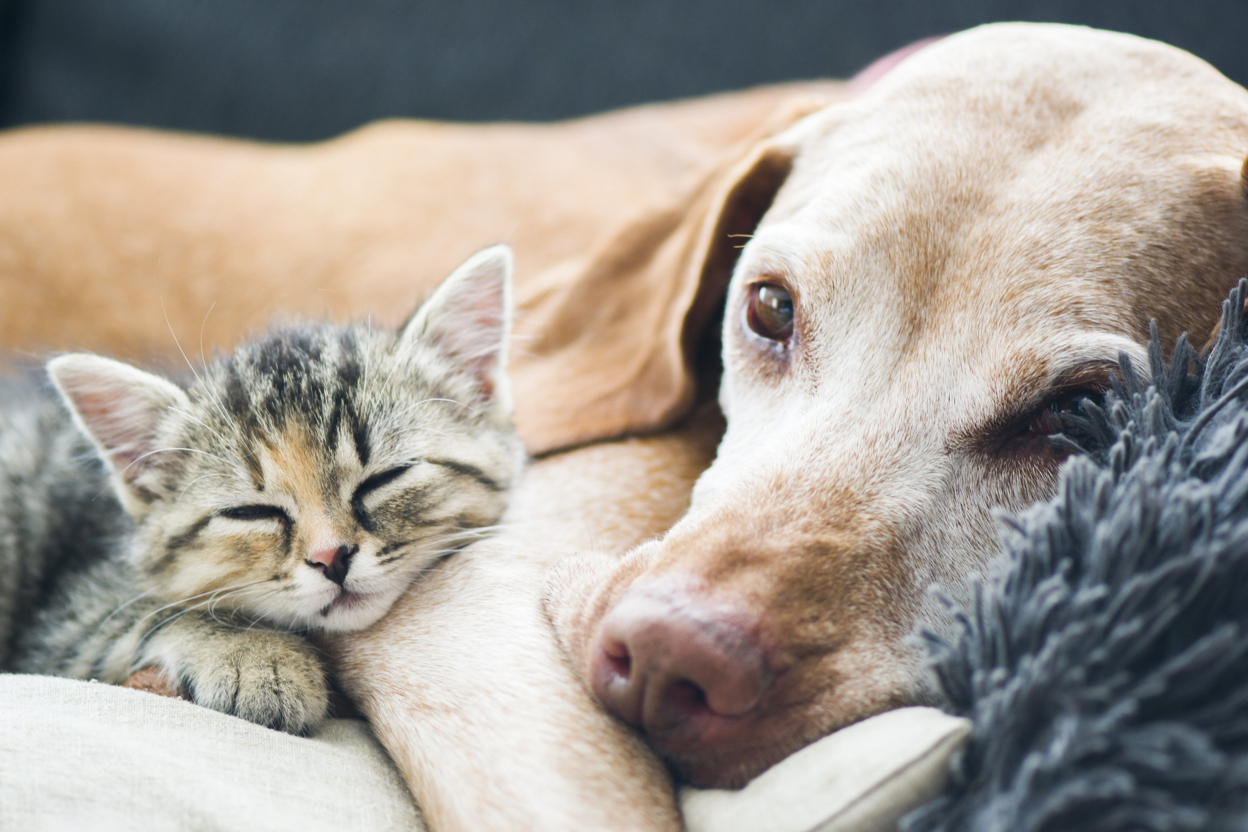 AdobeStock_pets.jpeg