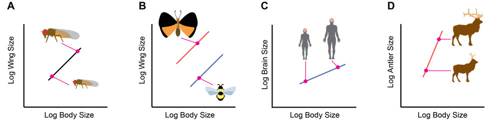 Research — shingleton laboratory