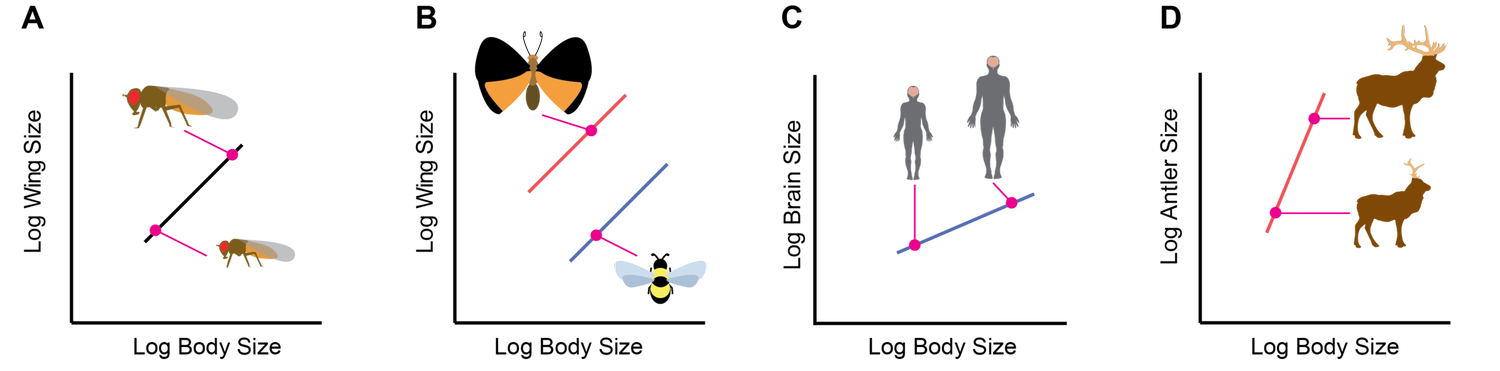 Research — shingleton laboratory