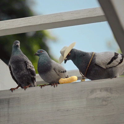BIRD-CHEETO-GIF.gif