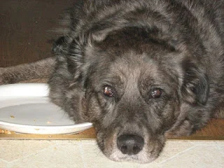 Yes, I Make My Dog a Stew