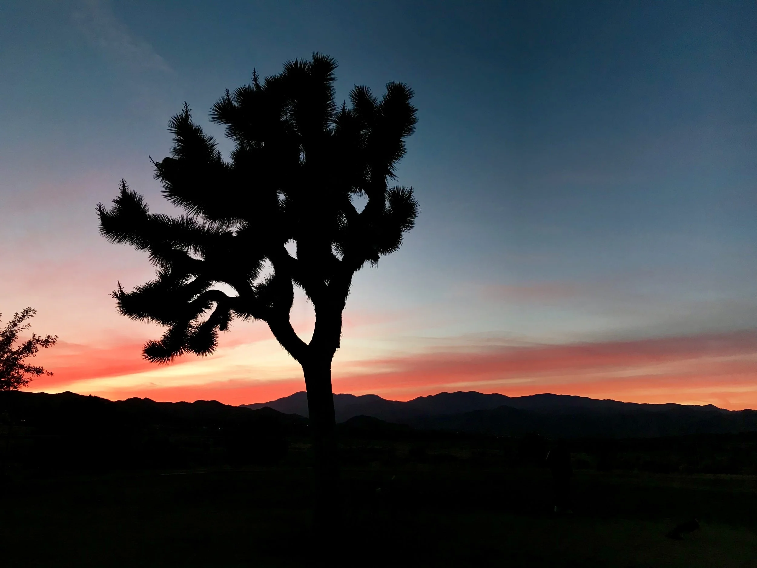 Sunset photo taken the other day by my husband Brad Klopman.