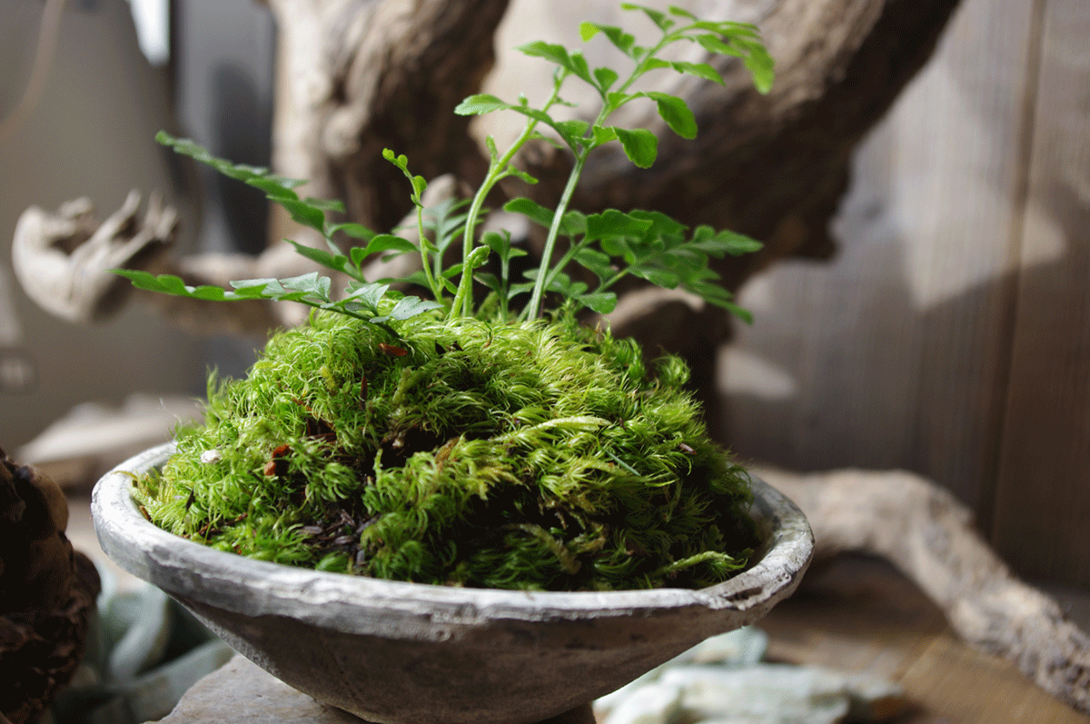 Earthenware potted fern and mood moss