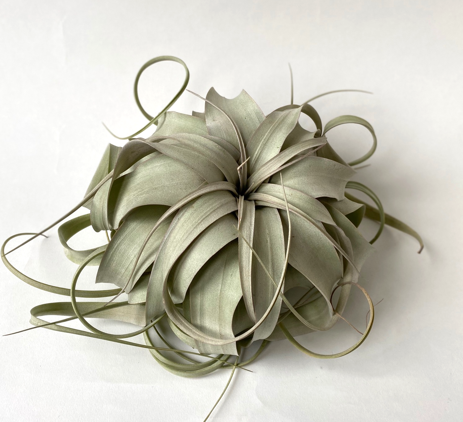 Xerographica Air Plant (Copy)