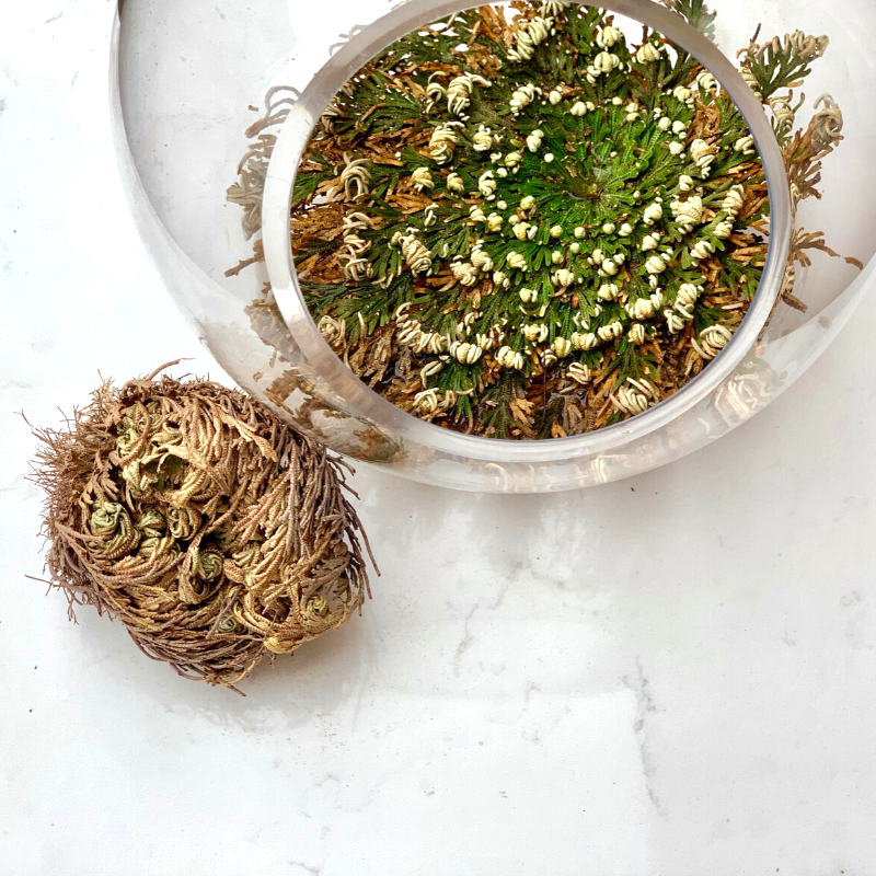 Rose of Jericho Resurrection Plant (Copy)