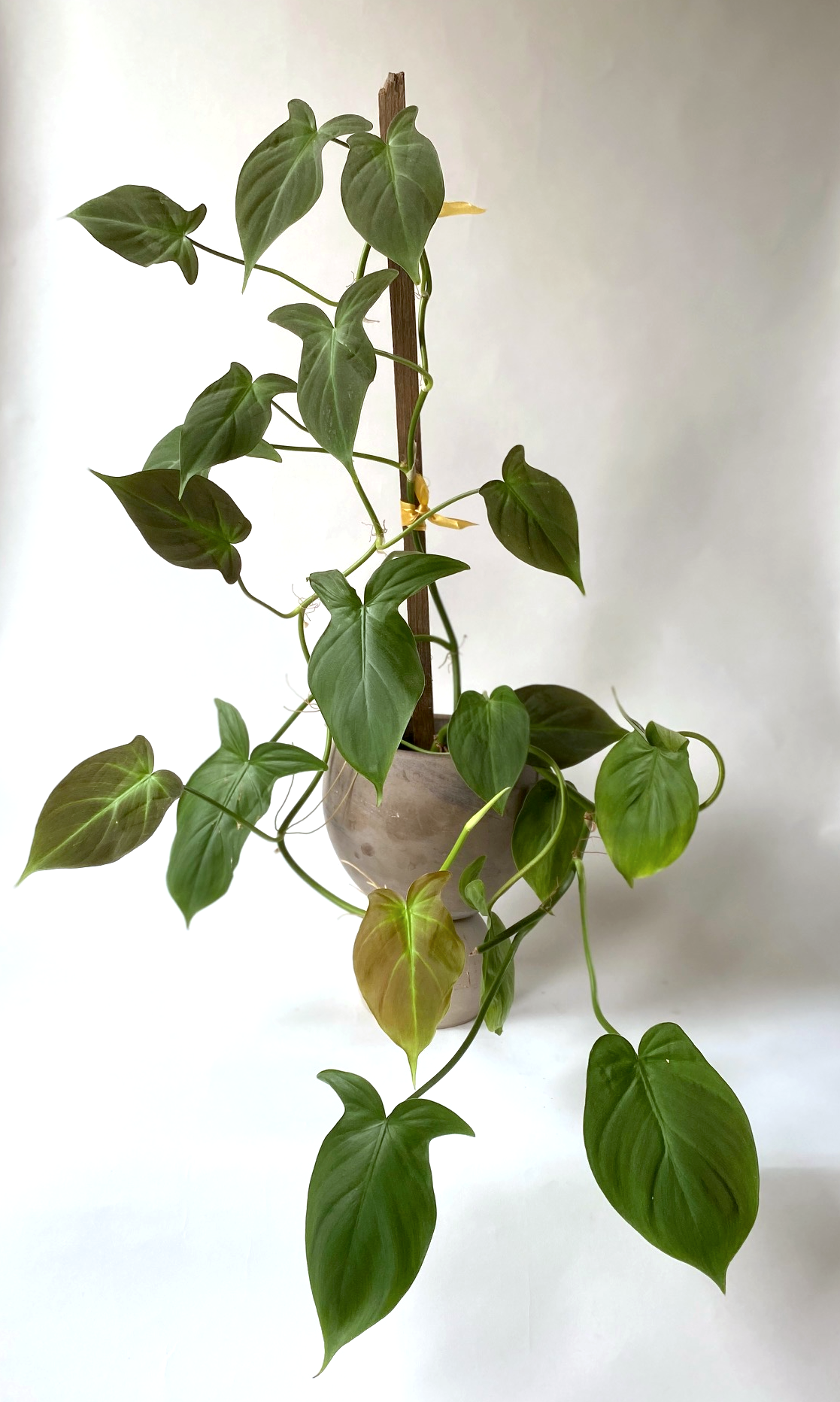 An Essential Guide to Philodendron Camposportoanum | Flora | Flora