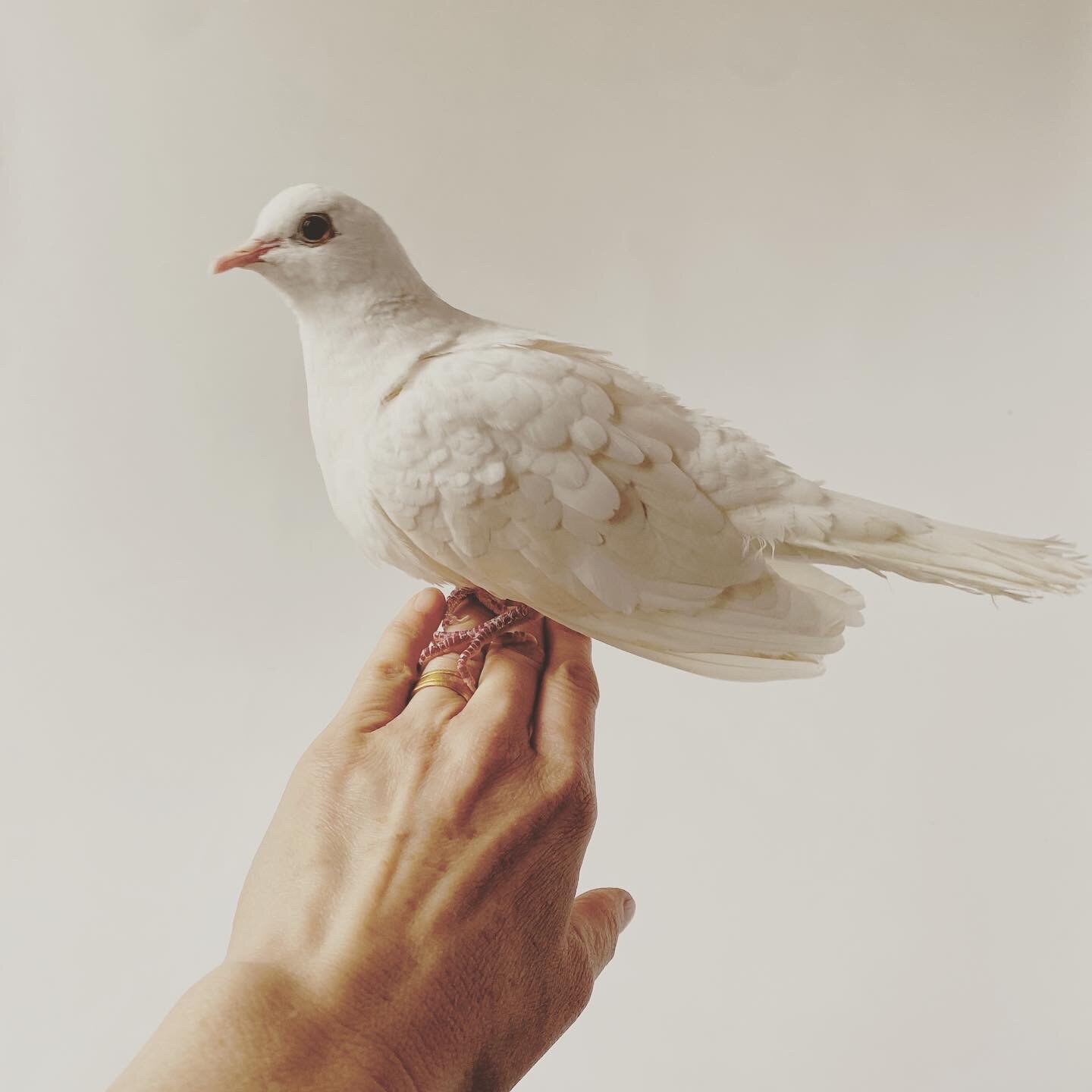 Paloma the dove 2.JPG