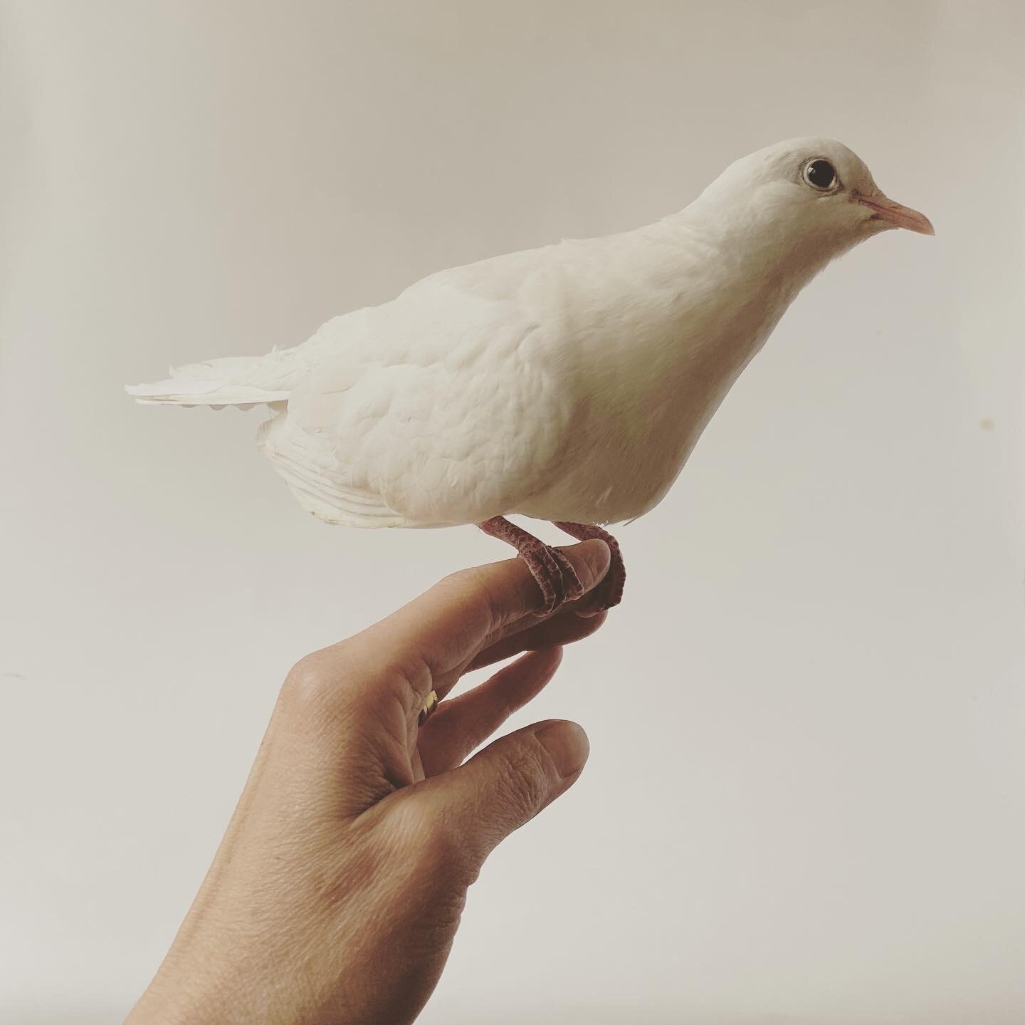 Paloma the dove 1.JPG