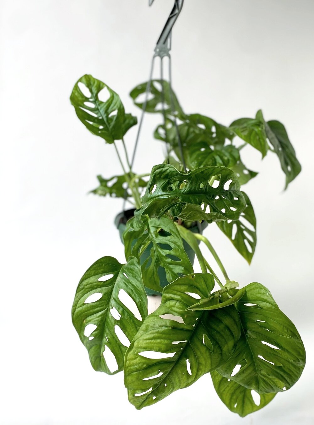 Philodendron / Swiss Cheese Vine — with Nature