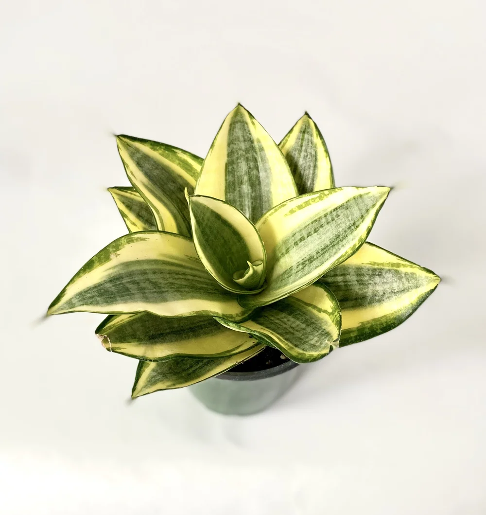 Sansevieria Trifasciata Golden Hahnii 4 Collage With Nature