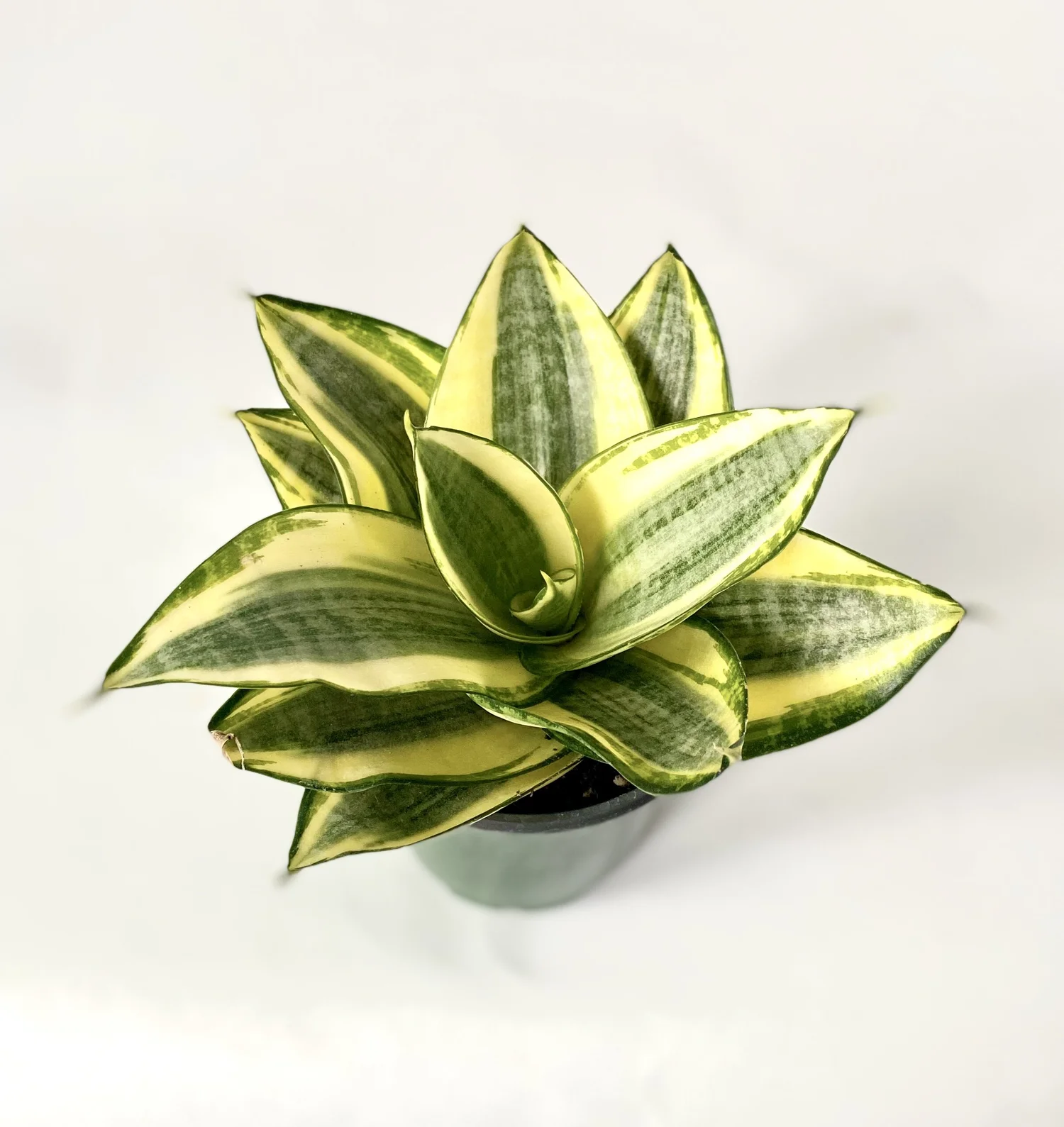 Sansevieria Trifasciata Golden Hahnii 4 Collage With Nature