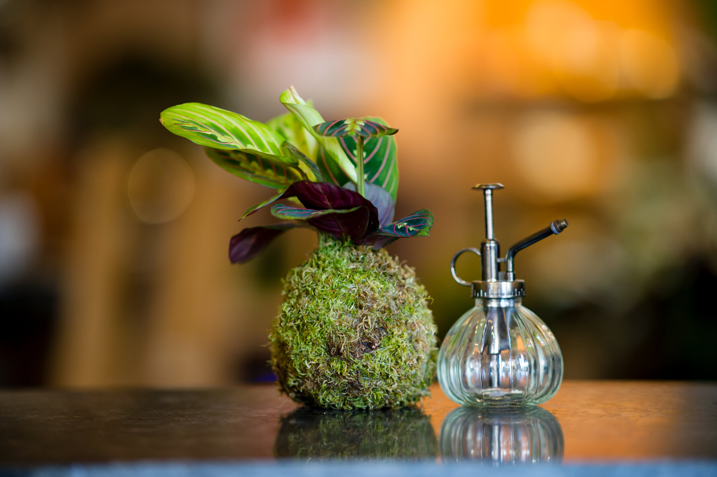 Kokedama Kit