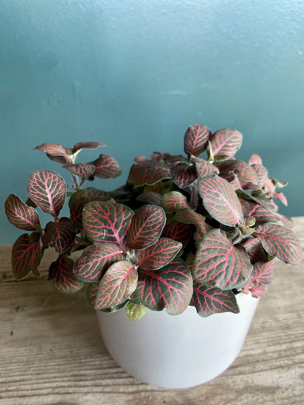 fittonia albivenis / nerve plant red — collage with nature