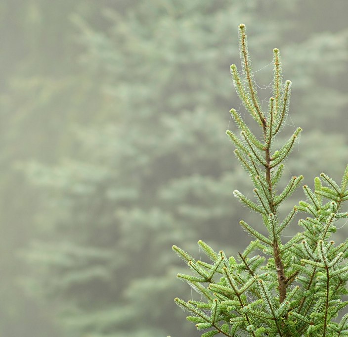 Fir Balsam Absolute / Base Note