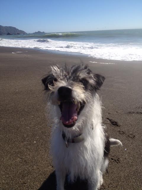 at the beach finn.jpg