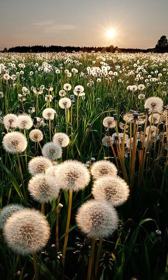 Como Crecen los Lirios del Campo