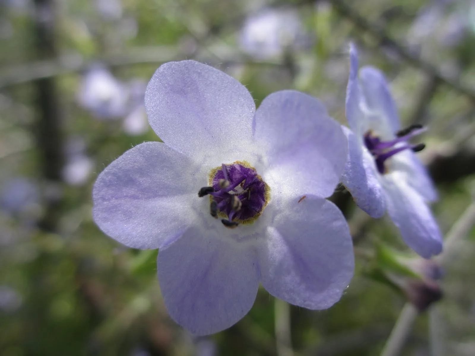 FIESTA FLOWER