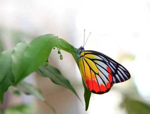monarch-butterfly_photo_1.jpg