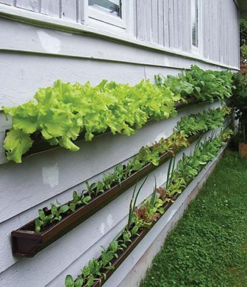 gutter gardening-1.png