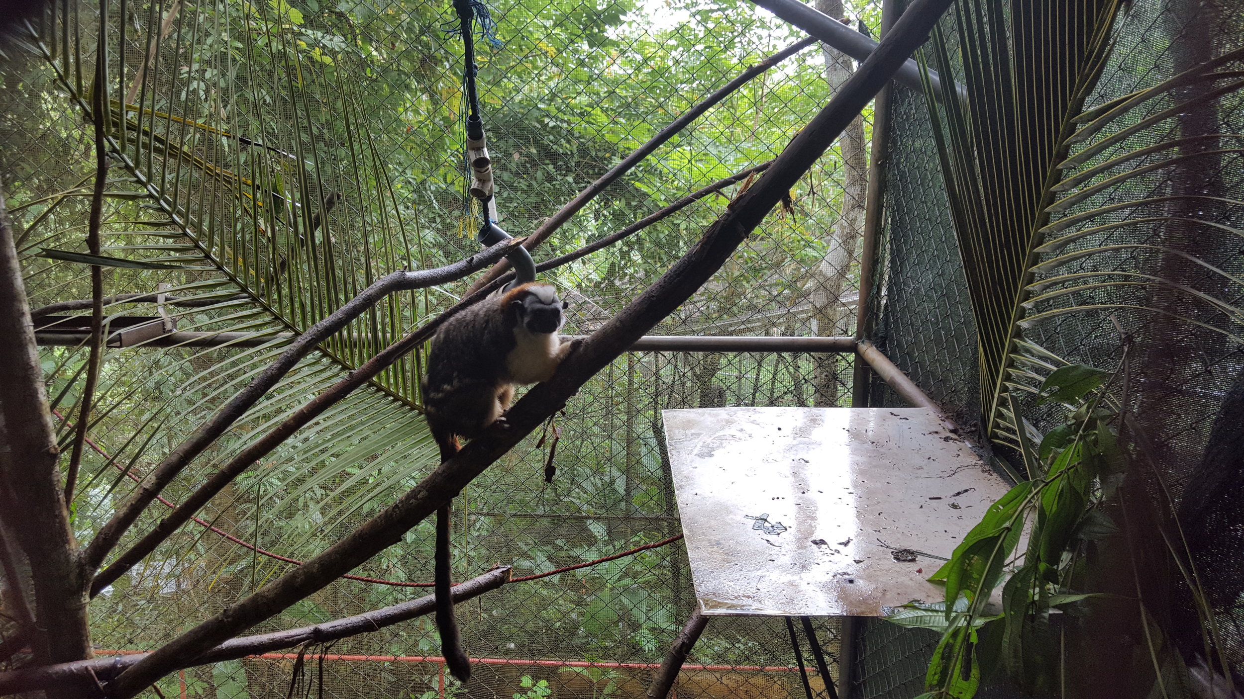 Marmoset enclosure