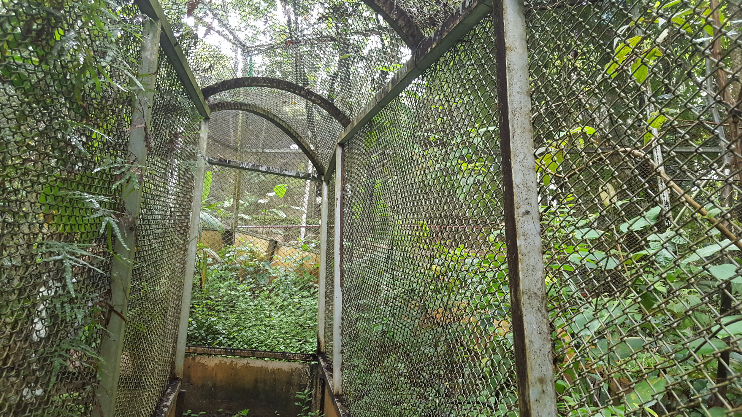 Large squirrel monkey (mono titi) enclosure