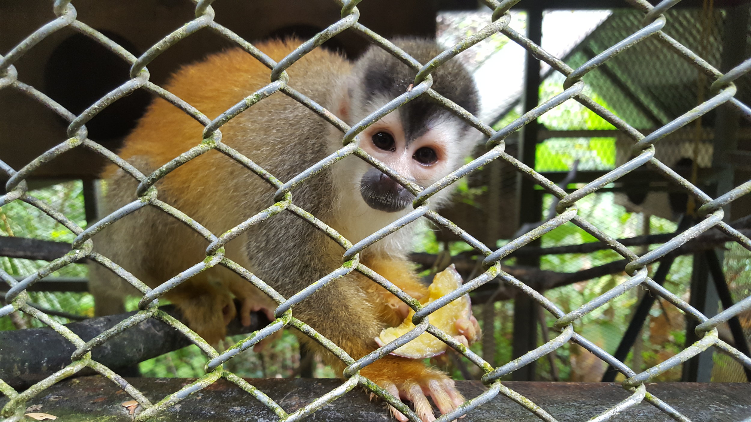 This Mono Titi wants to share his lunch