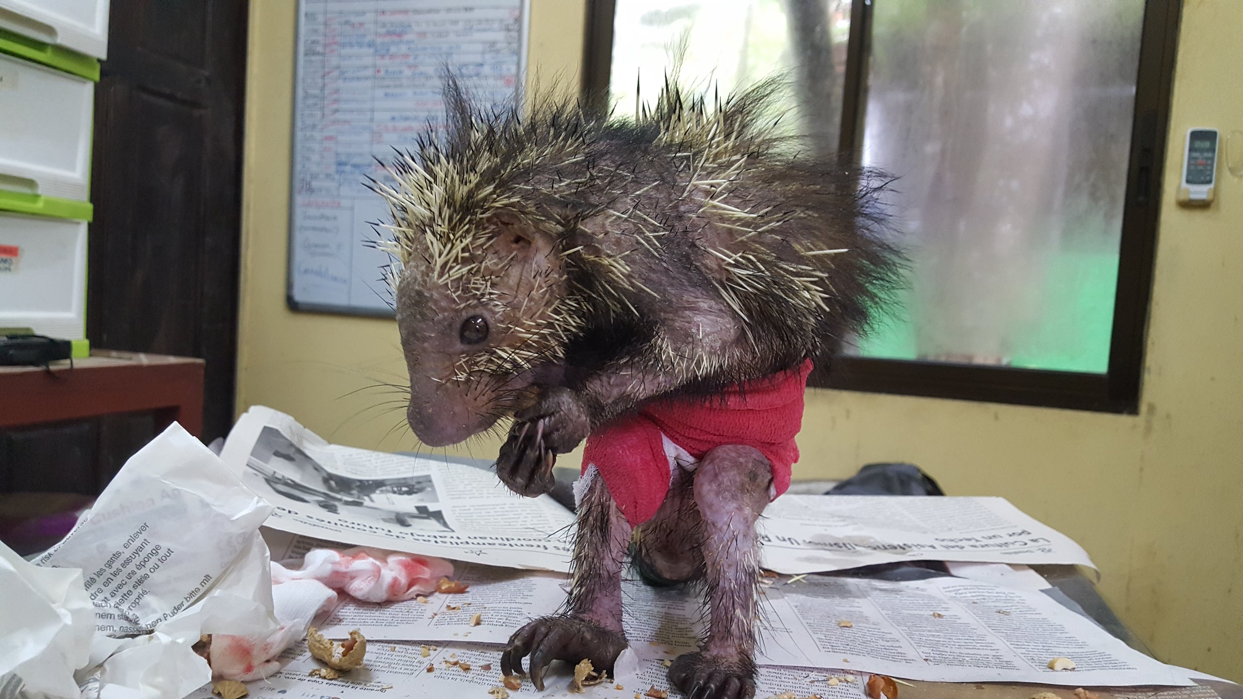 Changing the bandage on a porcupine with peanuts as a distraction