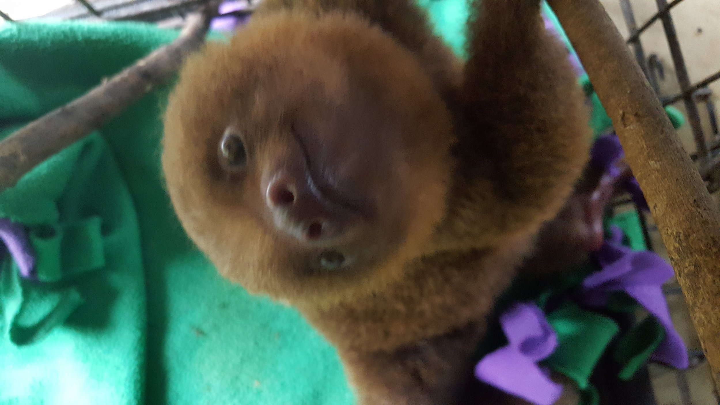 Baby two-toed sloth in the nursery