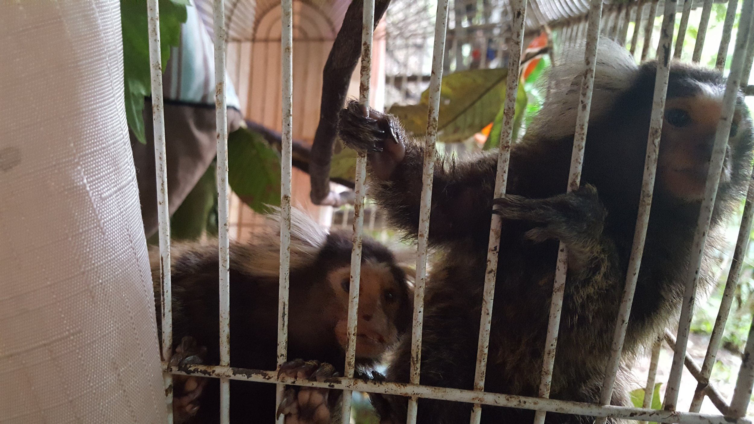 New Marmosets waiting for wellness exams and placement