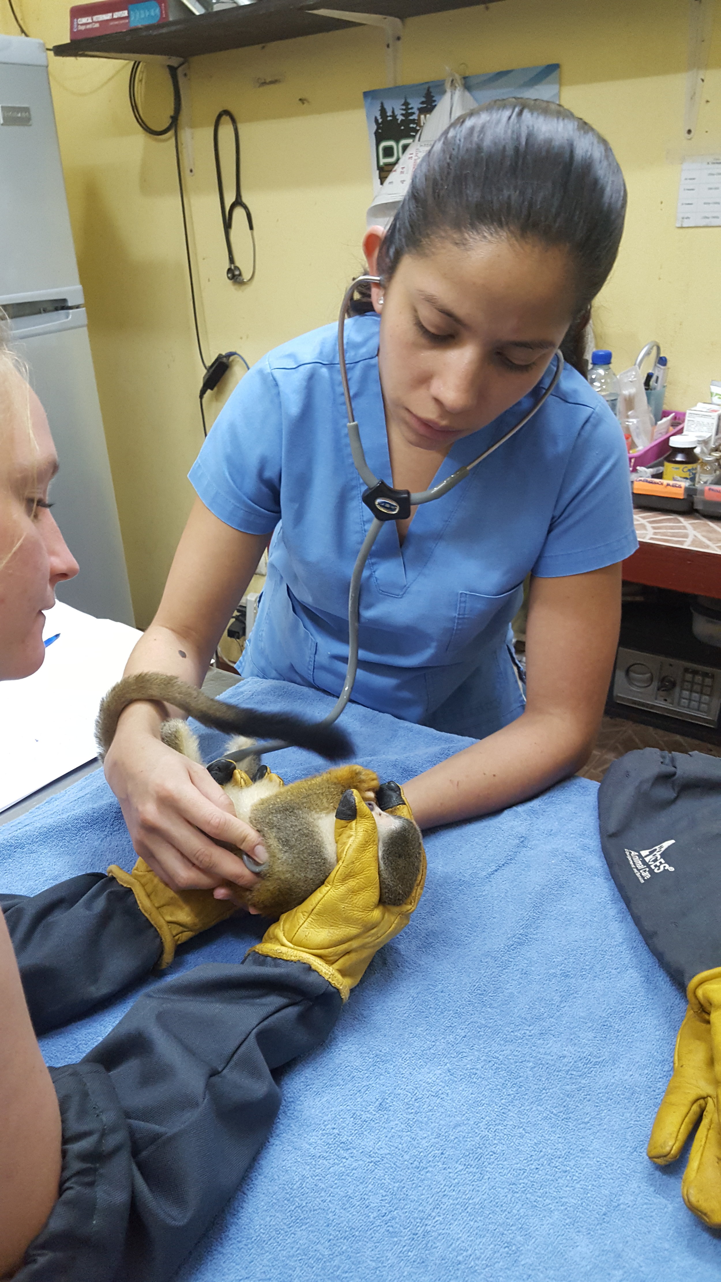 Exam and fecal collection on a Titi