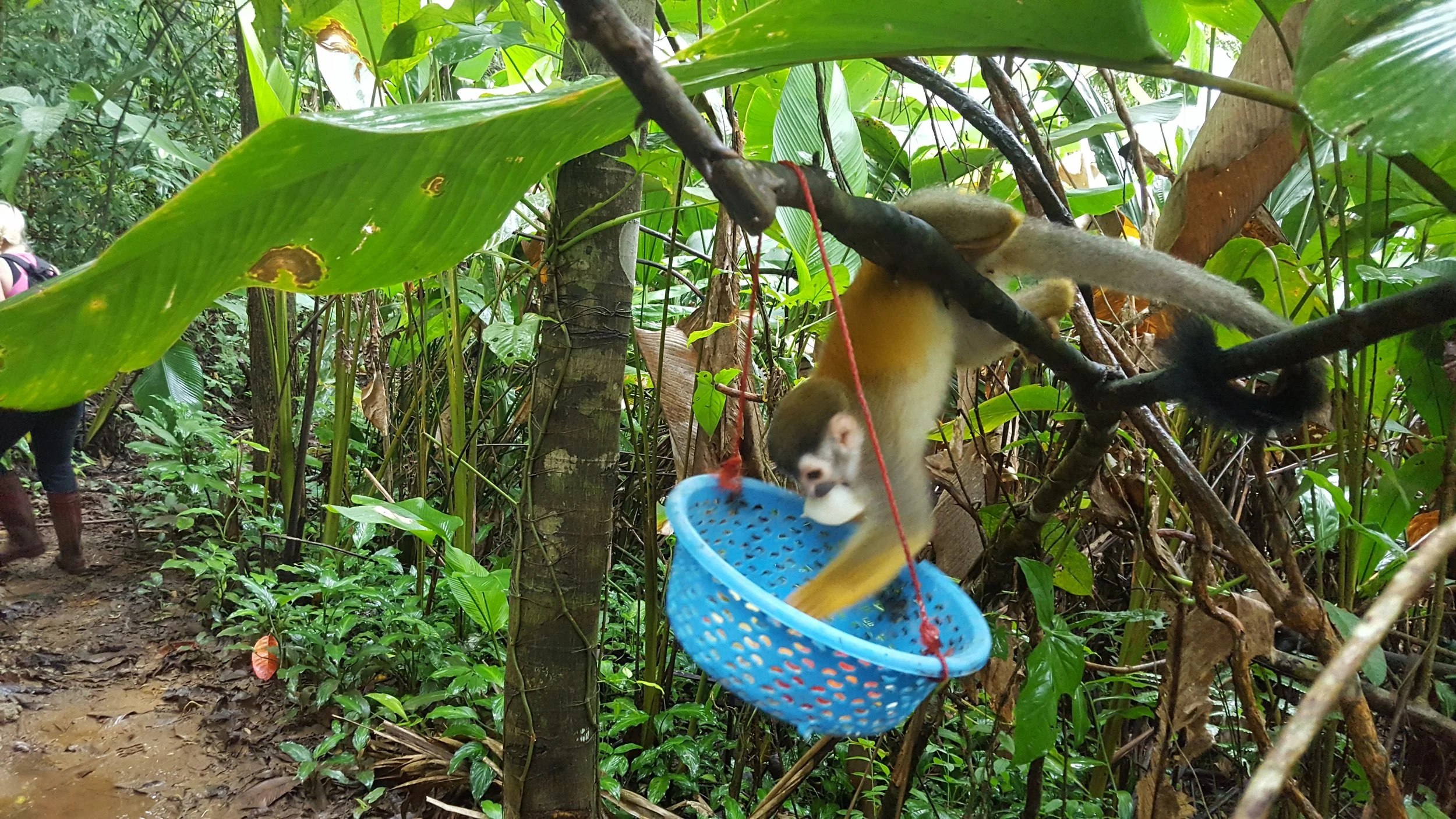 wildlife sanctuary and rehab in costa rica (VO12)