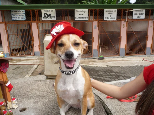 Spay/Neuter & animal shelter in Costa Rica (VO13)