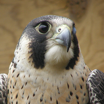 Raptor rescue and rehabilitation